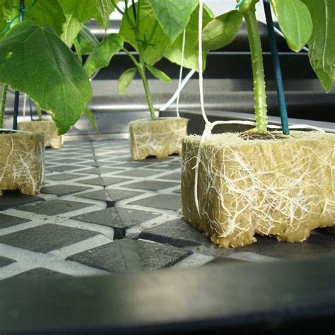Come Usare Rockwool Cubes For Plants